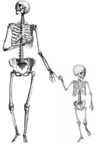 Adult-and-child-skeletons